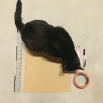 爪とぎの材料と猫様